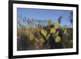 USA, Arizona. Dead Horse Ranch State Park, Beavertail Cactus-Kevin Oke-Framed Premium Photographic Print