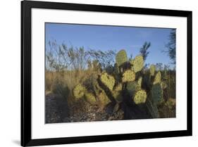 USA, Arizona. Dead Horse Ranch State Park, Beavertail Cactus-Kevin Oke-Framed Premium Photographic Print