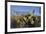 USA, Arizona. Dead Horse Ranch State Park, Beavertail Cactus-Kevin Oke-Framed Premium Photographic Print