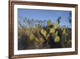 USA, Arizona. Dead Horse Ranch State Park, Beavertail Cactus-Kevin Oke-Framed Premium Photographic Print