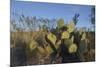 USA, Arizona. Dead Horse Ranch State Park, Beavertail Cactus-Kevin Oke-Mounted Premium Photographic Print