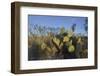 USA, Arizona. Dead Horse Ranch State Park, Beavertail Cactus-Kevin Oke-Framed Photographic Print