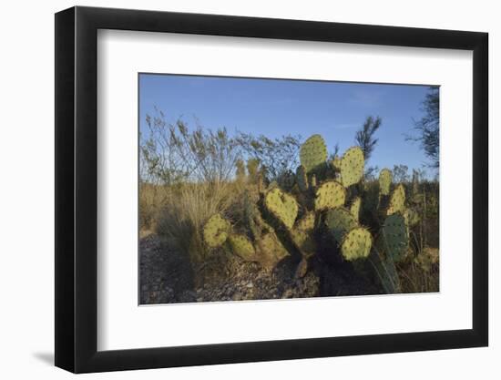 USA, Arizona. Dead Horse Ranch State Park, Beavertail Cactus-Kevin Oke-Framed Photographic Print