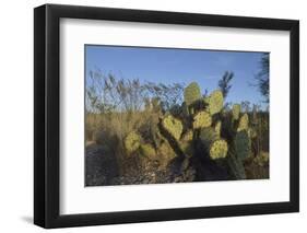 USA, Arizona. Dead Horse Ranch State Park, Beavertail Cactus-Kevin Oke-Framed Photographic Print