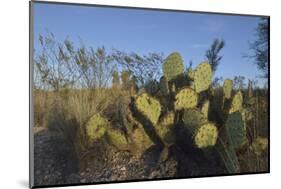 USA, Arizona. Dead Horse Ranch State Park, Beavertail Cactus-Kevin Oke-Mounted Photographic Print