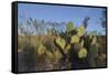 USA, Arizona. Dead Horse Ranch State Park, Beavertail Cactus-Kevin Oke-Framed Stretched Canvas