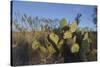 USA, Arizona. Dead Horse Ranch State Park, Beavertail Cactus-Kevin Oke-Stretched Canvas
