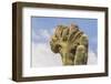 USA, Arizona, Desert Botanic Garden. Cristate saguaro cactus.-Jaynes Gallery-Framed Photographic Print