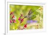 USA, Arizona, Desert Botanic Garden. Feeding hummingbird.-Jaynes Gallery-Framed Photographic Print