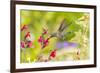 USA, Arizona, Desert Botanic Garden. Feeding hummingbird.-Jaynes Gallery-Framed Photographic Print