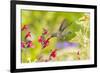 USA, Arizona, Desert Botanic Garden. Feeding hummingbird.-Jaynes Gallery-Framed Photographic Print