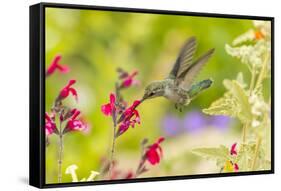 USA, Arizona, Desert Botanic Garden. Feeding hummingbird.-Jaynes Gallery-Framed Stretched Canvas