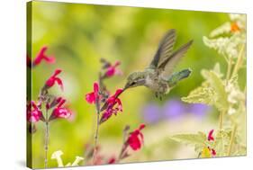 USA, Arizona, Desert Botanic Garden. Feeding hummingbird.-Jaynes Gallery-Stretched Canvas