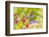 USA, Arizona, Desert Botanic Garden. Feeding hummingbird.-Jaynes Gallery-Framed Photographic Print