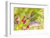 USA, Arizona, Desert Botanic Garden. Feeding hummingbird.-Jaynes Gallery-Framed Photographic Print