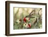 USA, Arizona, Desert Botanic Garden. Hummingbird feeding on bottlebrush flower.-Jaynes Gallery-Framed Photographic Print