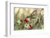 USA, Arizona, Desert Botanic Garden. Hummingbird feeding on bottlebrush flower.-Jaynes Gallery-Framed Photographic Print