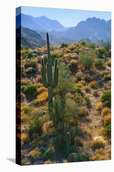 USA, Arizona. Desert view in the Superstition Mountains.-Anna Miller-Stretched Canvas