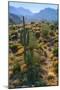 USA, Arizona. Desert view in the Superstition Mountains.-Anna Miller-Mounted Photographic Print