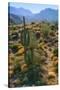 USA, Arizona. Desert view in the Superstition Mountains.-Anna Miller-Stretched Canvas