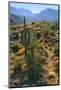 USA, Arizona. Desert view in the Superstition Mountains.-Anna Miller-Mounted Photographic Print