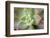 USA, Arizona. Detail of succulent plant.-Jaynes Gallery-Framed Photographic Print