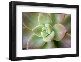 USA, Arizona. Detail of succulent plant.-Jaynes Gallery-Framed Photographic Print