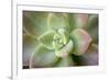 USA, Arizona. Detail of succulent plant.-Jaynes Gallery-Framed Photographic Print