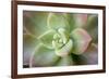 USA, Arizona. Detail of succulent plant.-Jaynes Gallery-Framed Photographic Print