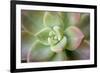 USA, Arizona. Detail of succulent plant.-Jaynes Gallery-Framed Photographic Print