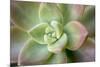 USA, Arizona. Detail of succulent plant.-Jaynes Gallery-Mounted Photographic Print