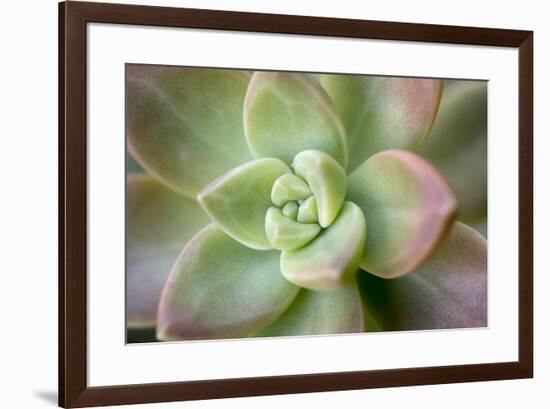 USA, Arizona. Detail of succulent plant.-Jaynes Gallery-Framed Premium Photographic Print