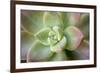 USA, Arizona. Detail of succulent plant.-Jaynes Gallery-Framed Premium Photographic Print