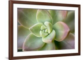 USA, Arizona. Detail of succulent plant.-Jaynes Gallery-Framed Premium Photographic Print