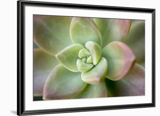 USA, Arizona. Detail of succulent plant.-Jaynes Gallery-Framed Premium Photographic Print