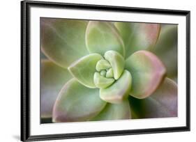 USA, Arizona. Detail of succulent plant.-Jaynes Gallery-Framed Premium Photographic Print