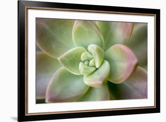 USA, Arizona. Detail of succulent plant.-Jaynes Gallery-Framed Premium Photographic Print