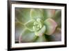 USA, Arizona. Detail of succulent plant.-Jaynes Gallery-Framed Premium Photographic Print
