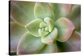 USA, Arizona. Detail of succulent plant.-Jaynes Gallery-Stretched Canvas