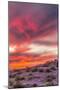 USA, Arizona, Globe, Round Mountain Park. Sunset on desert super bloom.-Jaynes Gallery-Mounted Photographic Print