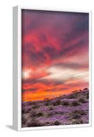 USA, Arizona, Globe, Round Mountain Park. Sunset on desert super bloom.-Jaynes Gallery-Framed Photographic Print