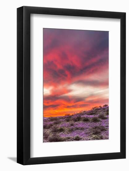 USA, Arizona, Globe, Round Mountain Park. Sunset on desert super bloom.-Jaynes Gallery-Framed Photographic Print