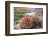 Usa, Arizona, Grand Canyon National Park. Barrel Cactus and Colorado River./n-Merrill Images-Framed Photographic Print