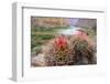 Usa, Arizona, Grand Canyon National Park. Barrel Cactus and Colorado River./n-Merrill Images-Framed Photographic Print