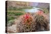 Usa, Arizona, Grand Canyon National Park. Barrel Cactus and Colorado River./n-Merrill Images-Stretched Canvas