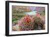 Usa, Arizona, Grand Canyon National Park. Barrel Cactus and Colorado River./n-Merrill Images-Framed Photographic Print