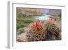 Usa, Arizona, Grand Canyon National Park. Barrel Cactus and Colorado River./n-Merrill Images-Framed Photographic Print