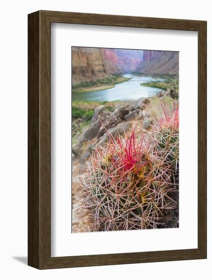 Usa, Arizona, Grand Canyon National Park. Barrel Cactus and Colorado River.-Merrill Images-Framed Photographic Print