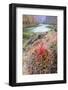 Usa, Arizona, Grand Canyon National Park. Barrel Cactus and Colorado River.-Merrill Images-Framed Photographic Print