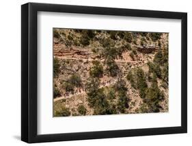 USA, Arizona, Grand canyon National Park, South Rim, Bright Angel Trail, mule, luggage transport-Udo Siebig-Framed Photographic Print